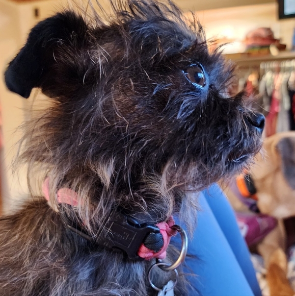 Meet your Posher, Anne - Picture 4 of 4